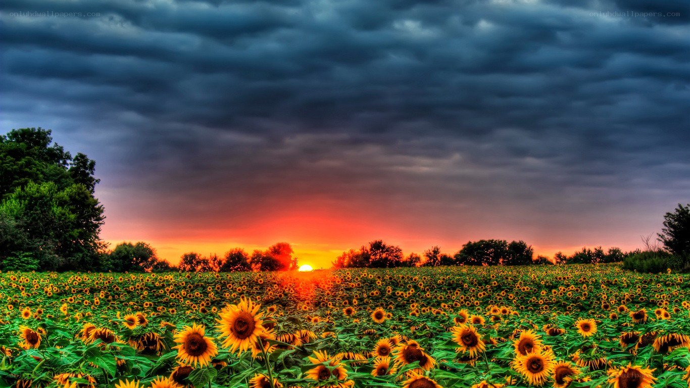 Sunflower field at sunset