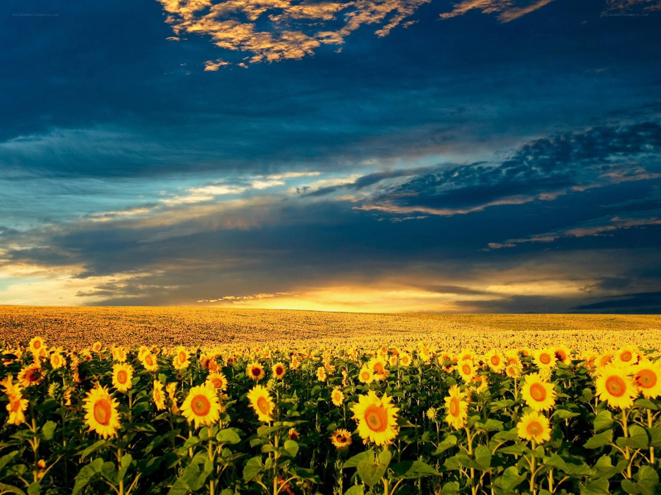 Sunflower field at sunset