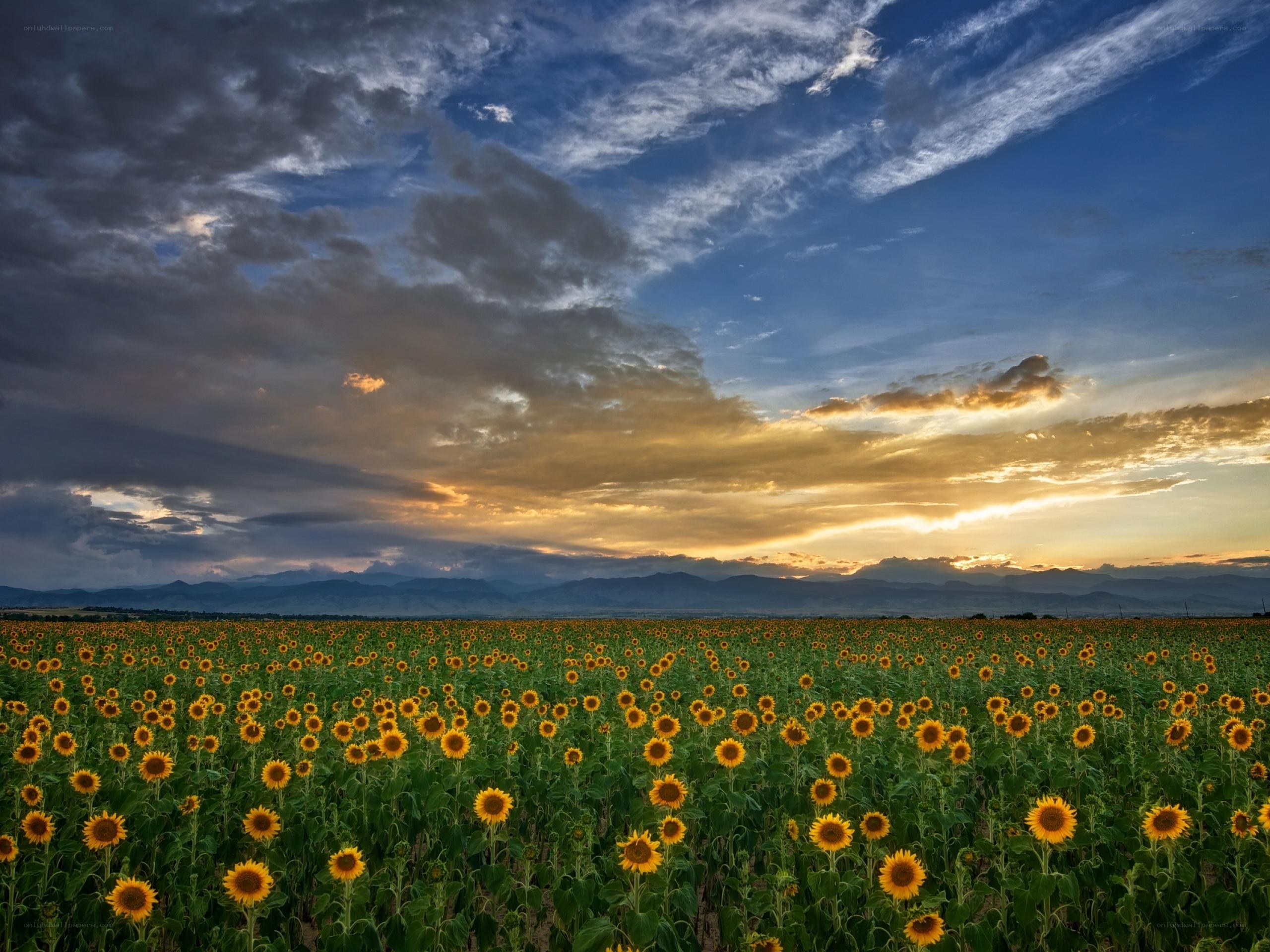Sunflower field at sunset