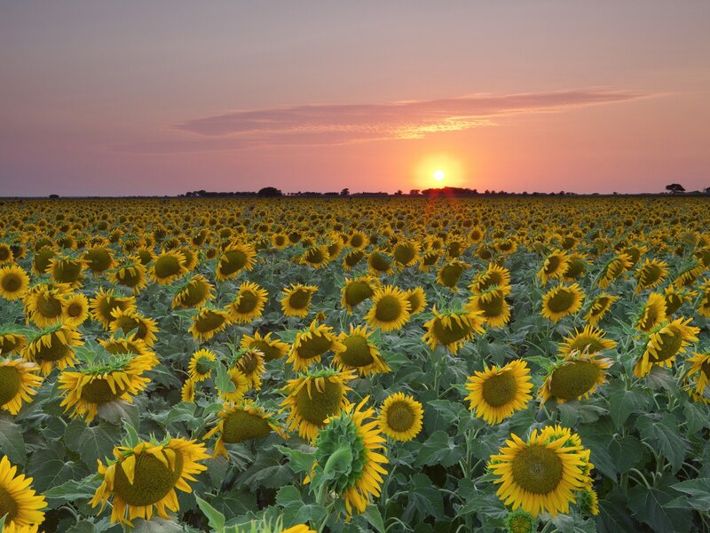 Sunflower field at sunset