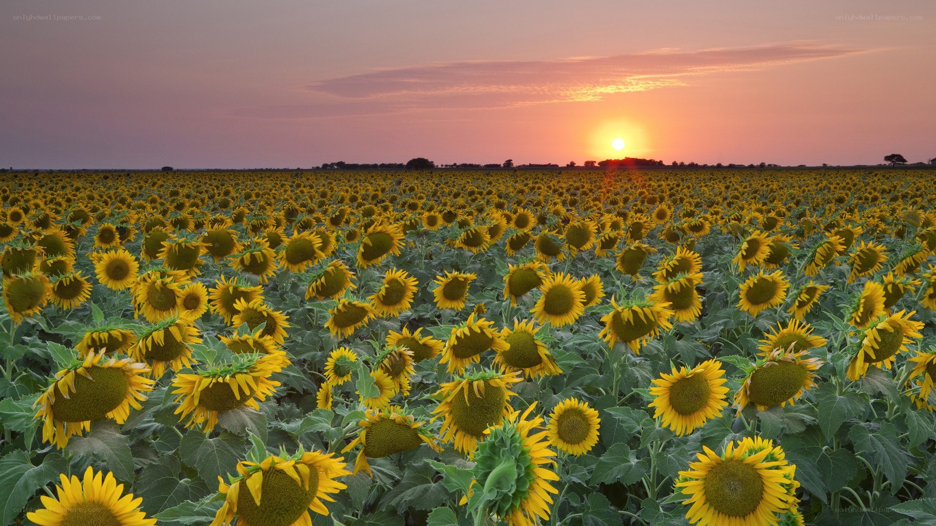 Sunflower field at sunset