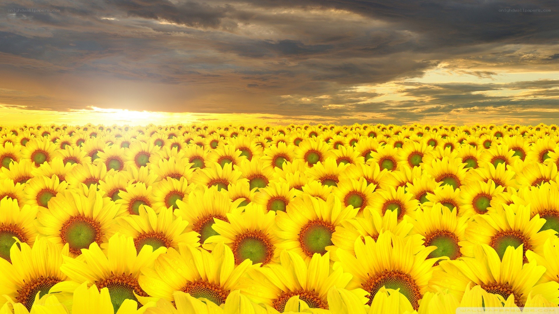 Sunflower field at sunset