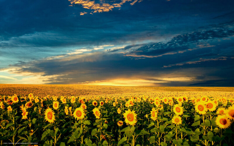 Sunflower field at sunset