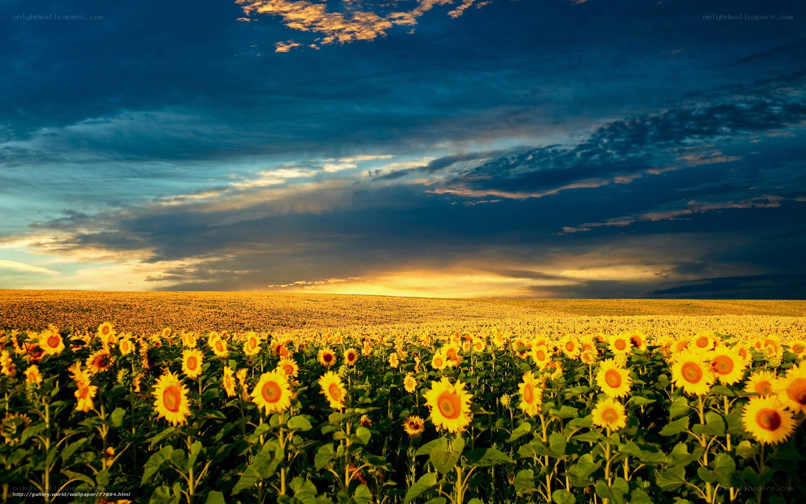 Sunflower field at sunset
