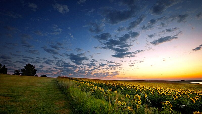 Sunflower field at sunset
