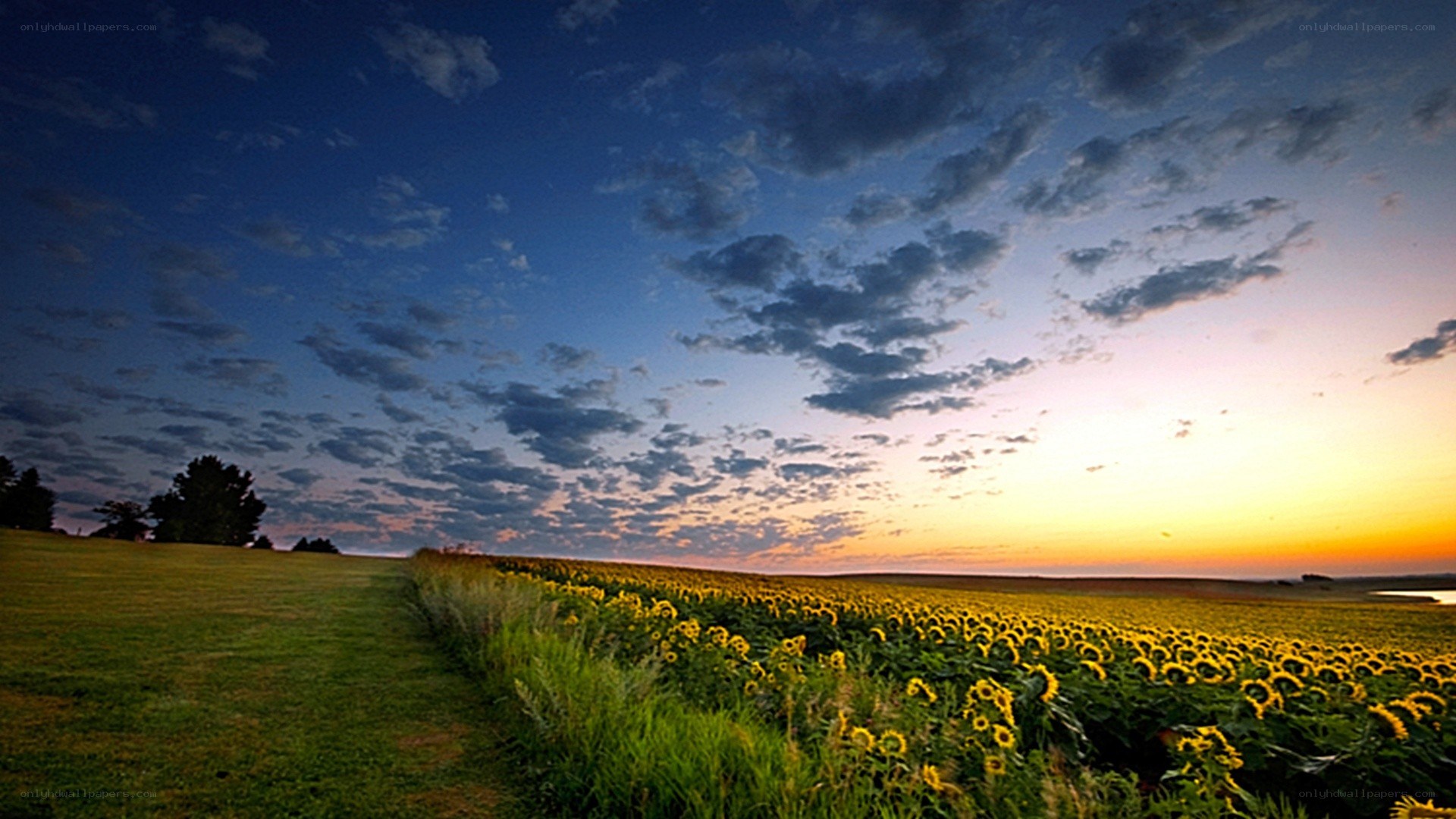 Sunflower field at sunset