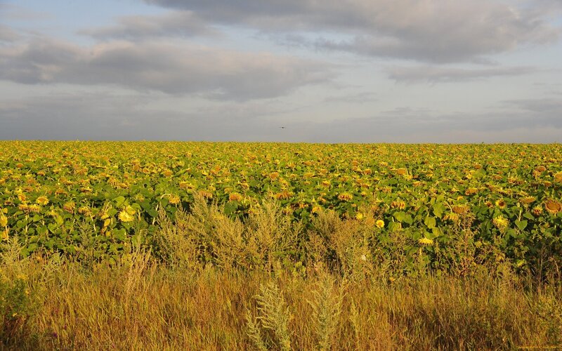Sunflower field at sunset
