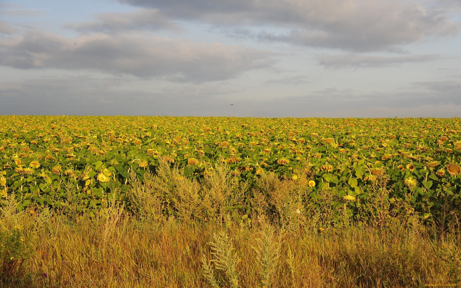 Sunflower field at sunset