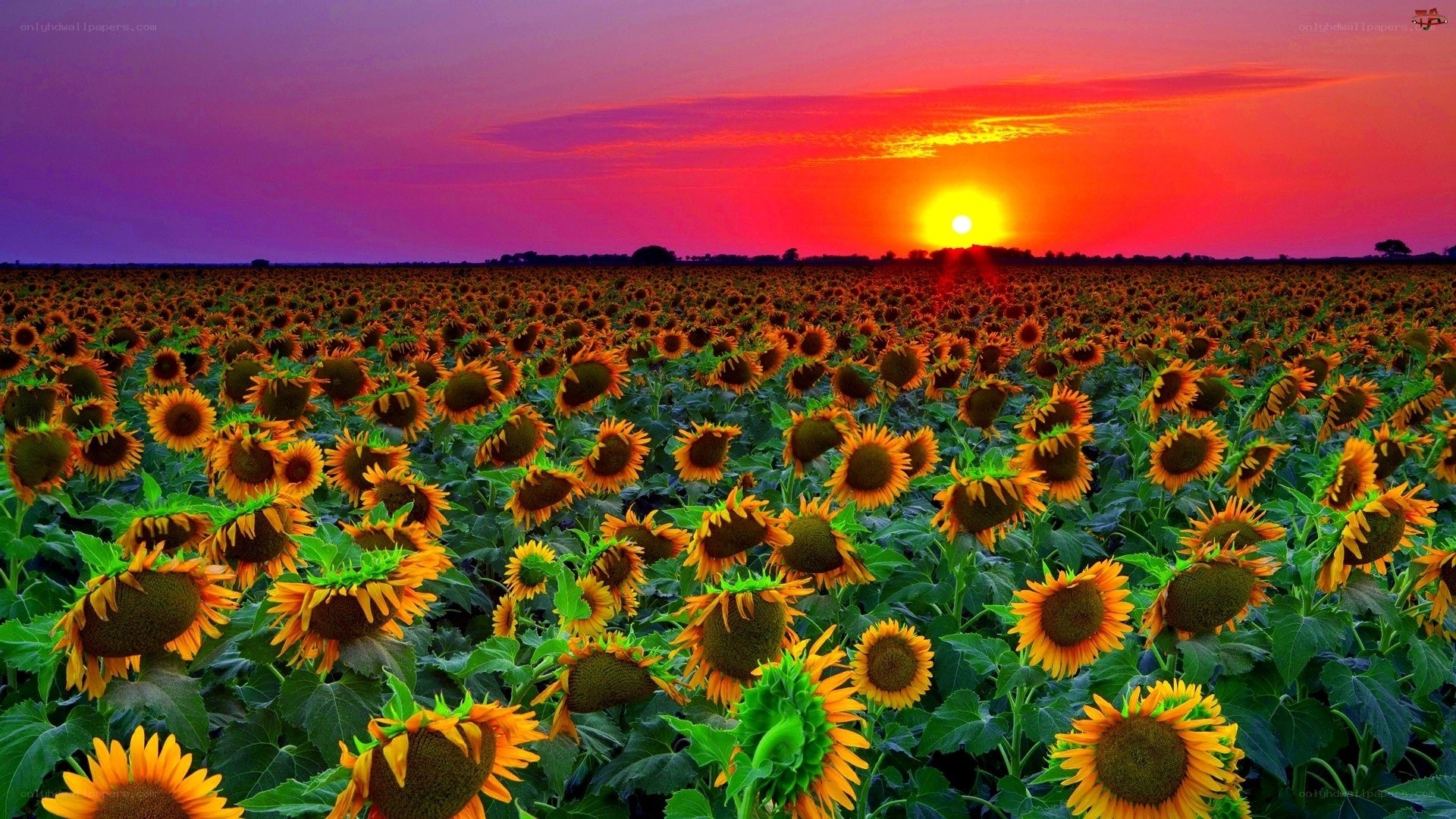 Sunflower field at sunset
