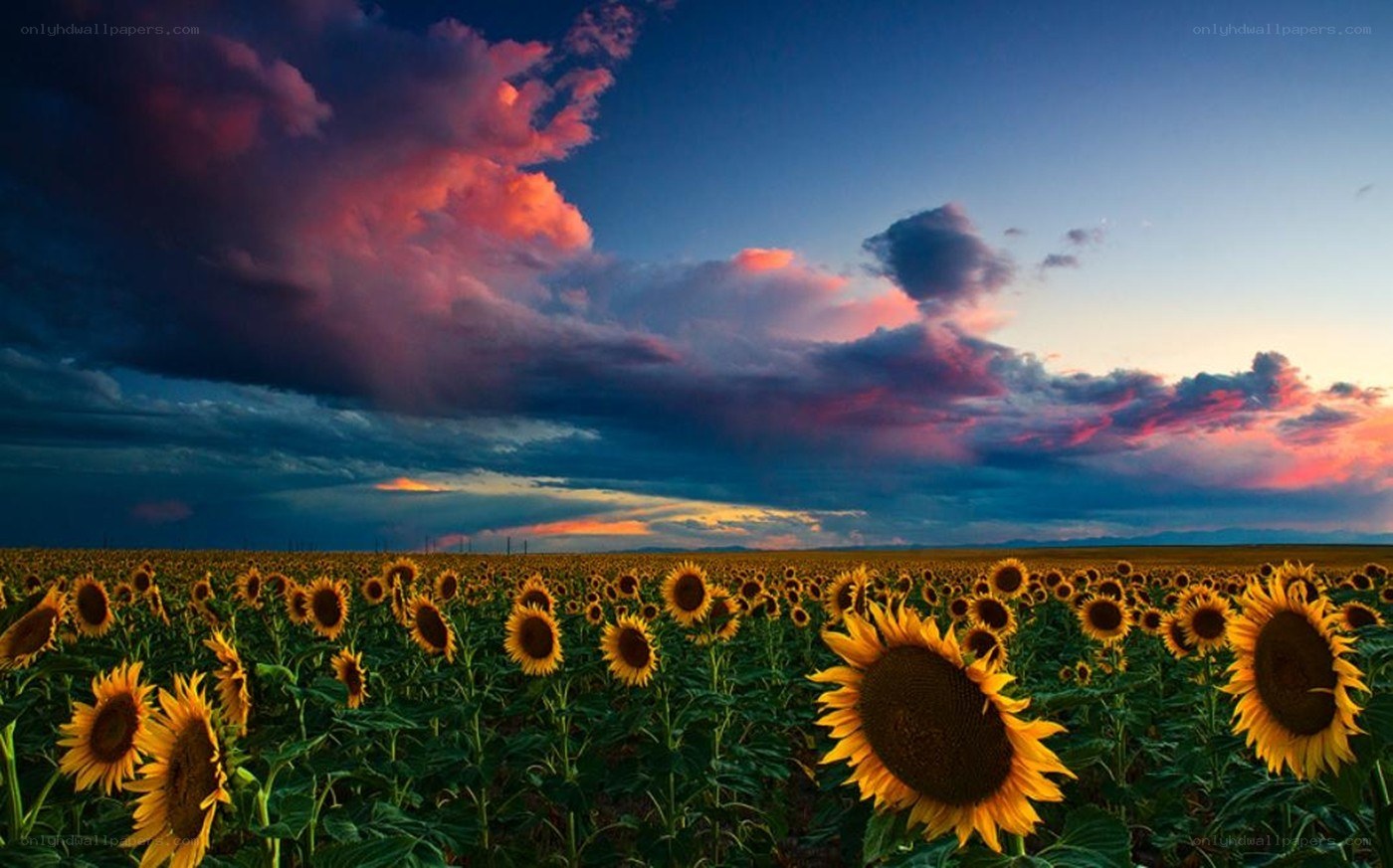 Sunflower field at sunset