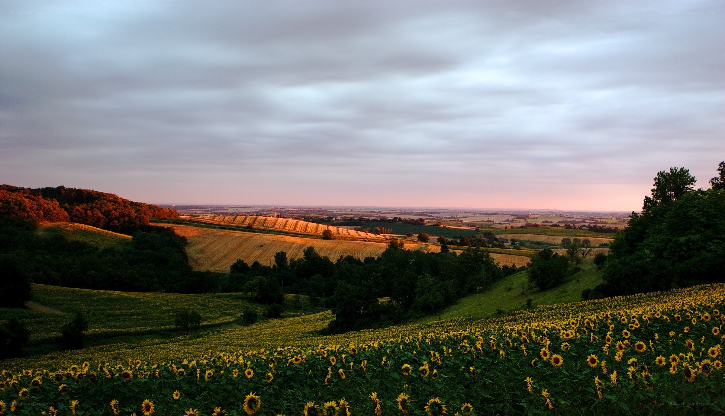 Sunflower field at sunset