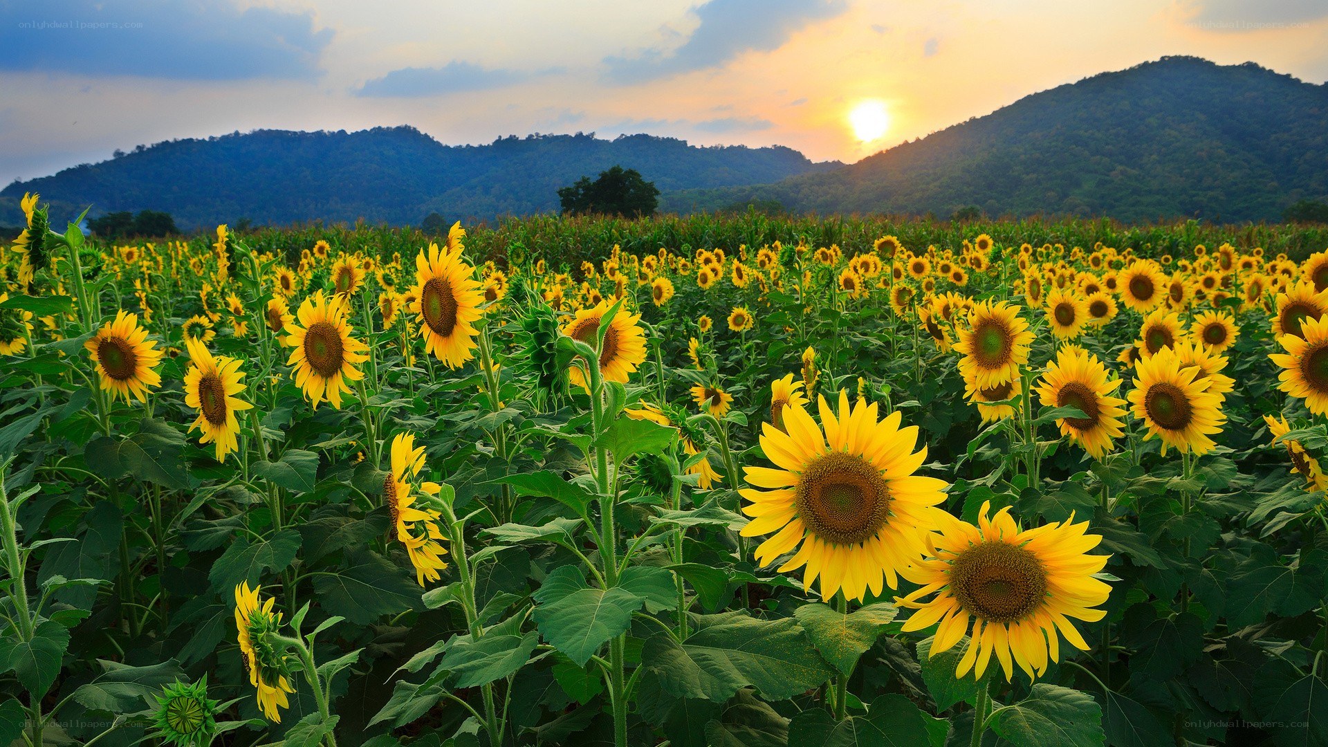 Sunflower field at sunset