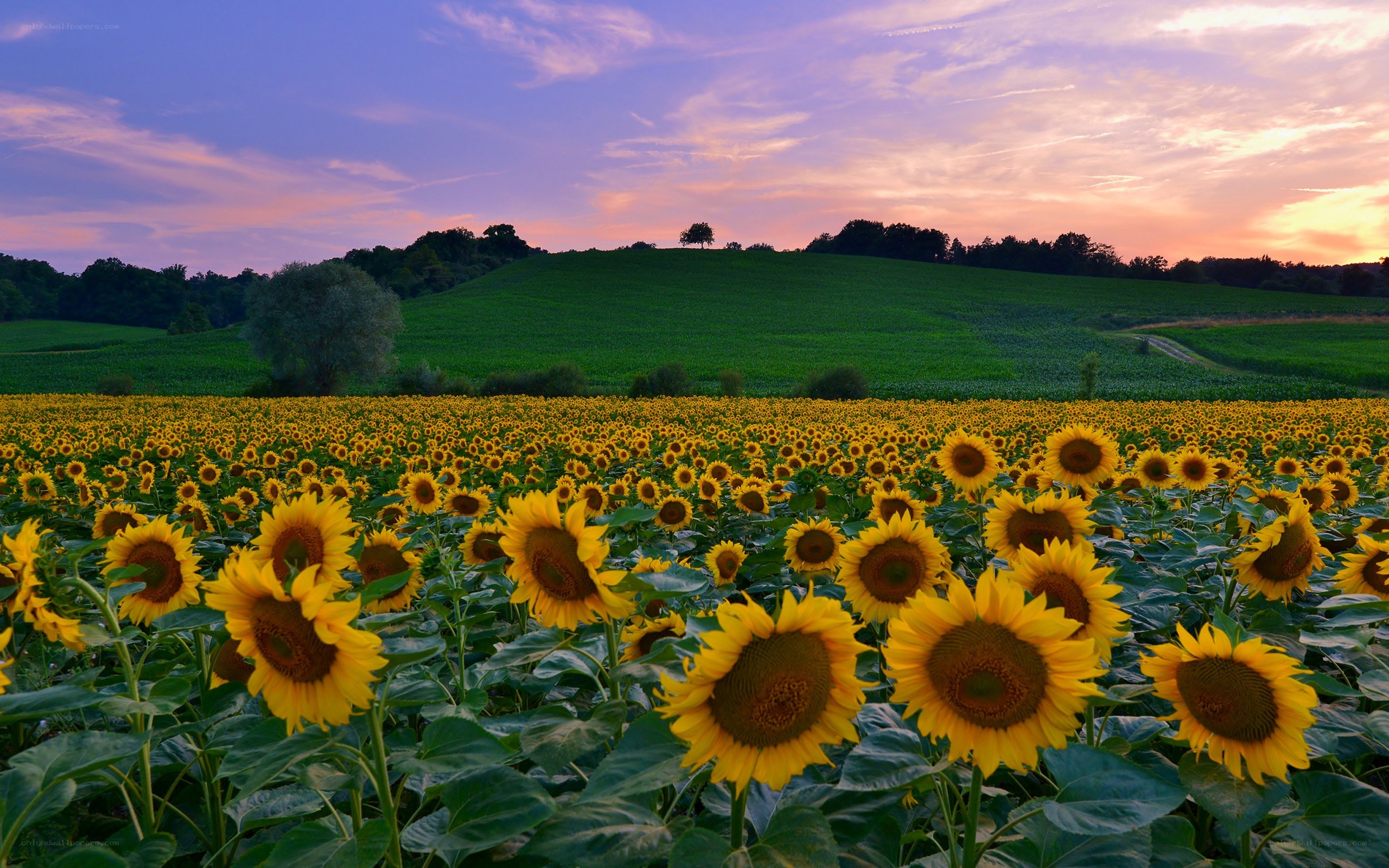 Sunflower field at sunset
