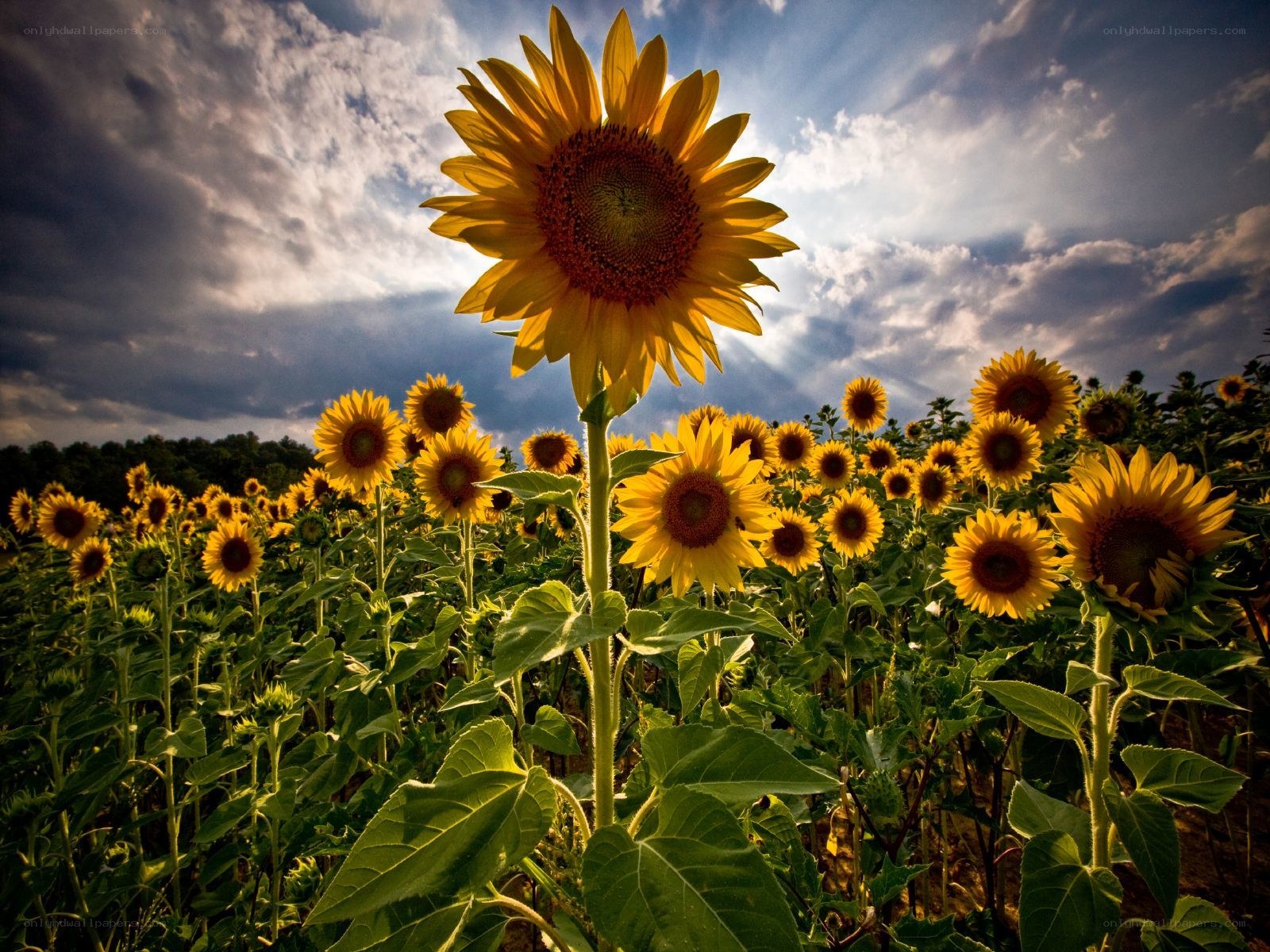 Sunflower field at sunset