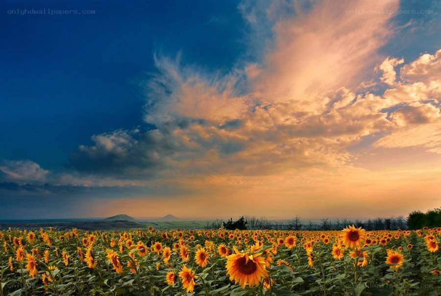 Sunflower field at sunset