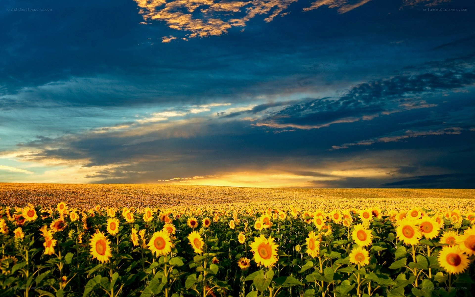 Sunflower field at sunset