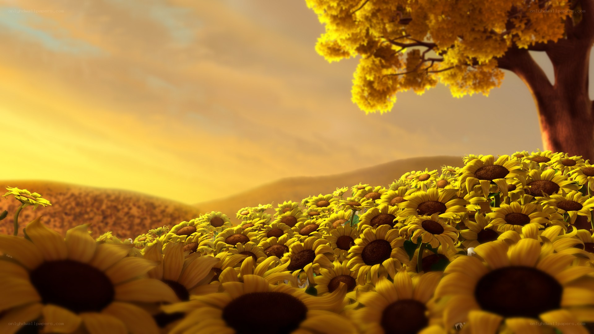 Sunflower field at sunset