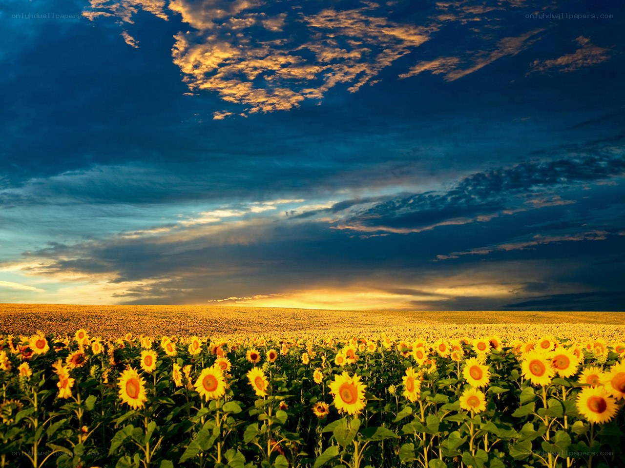 Sunflower field at sunset