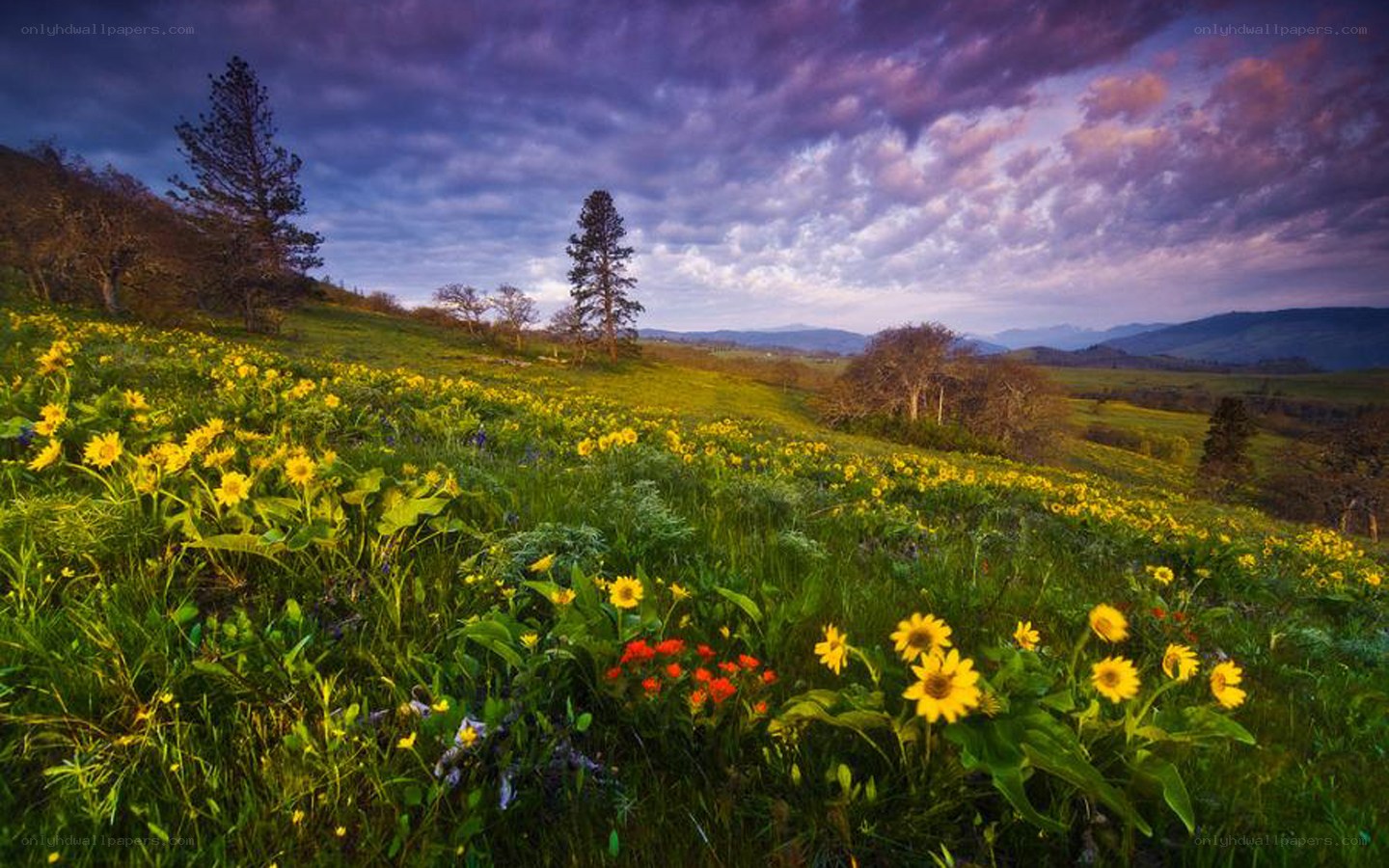 Sunflower field at sunset