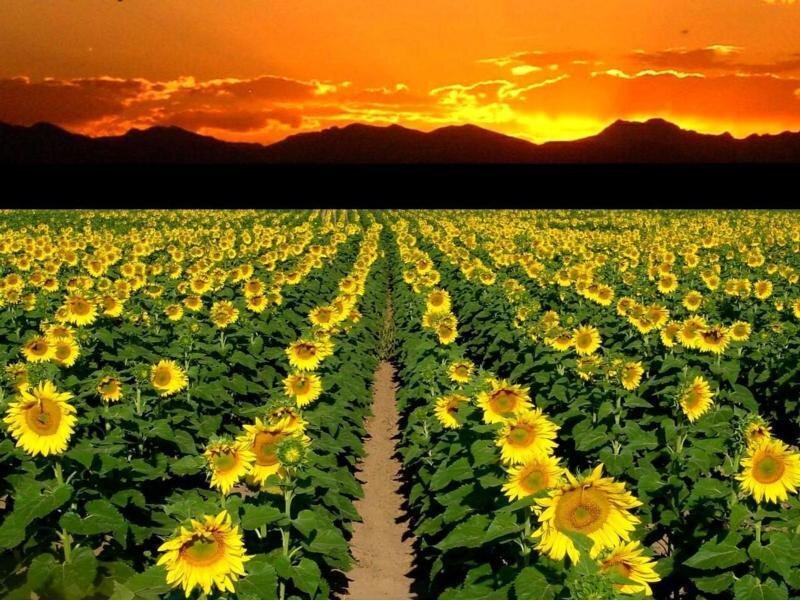 Sunflower field at sunset