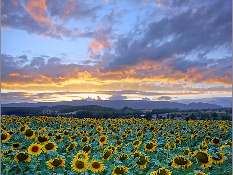 Sunflower field at sunset