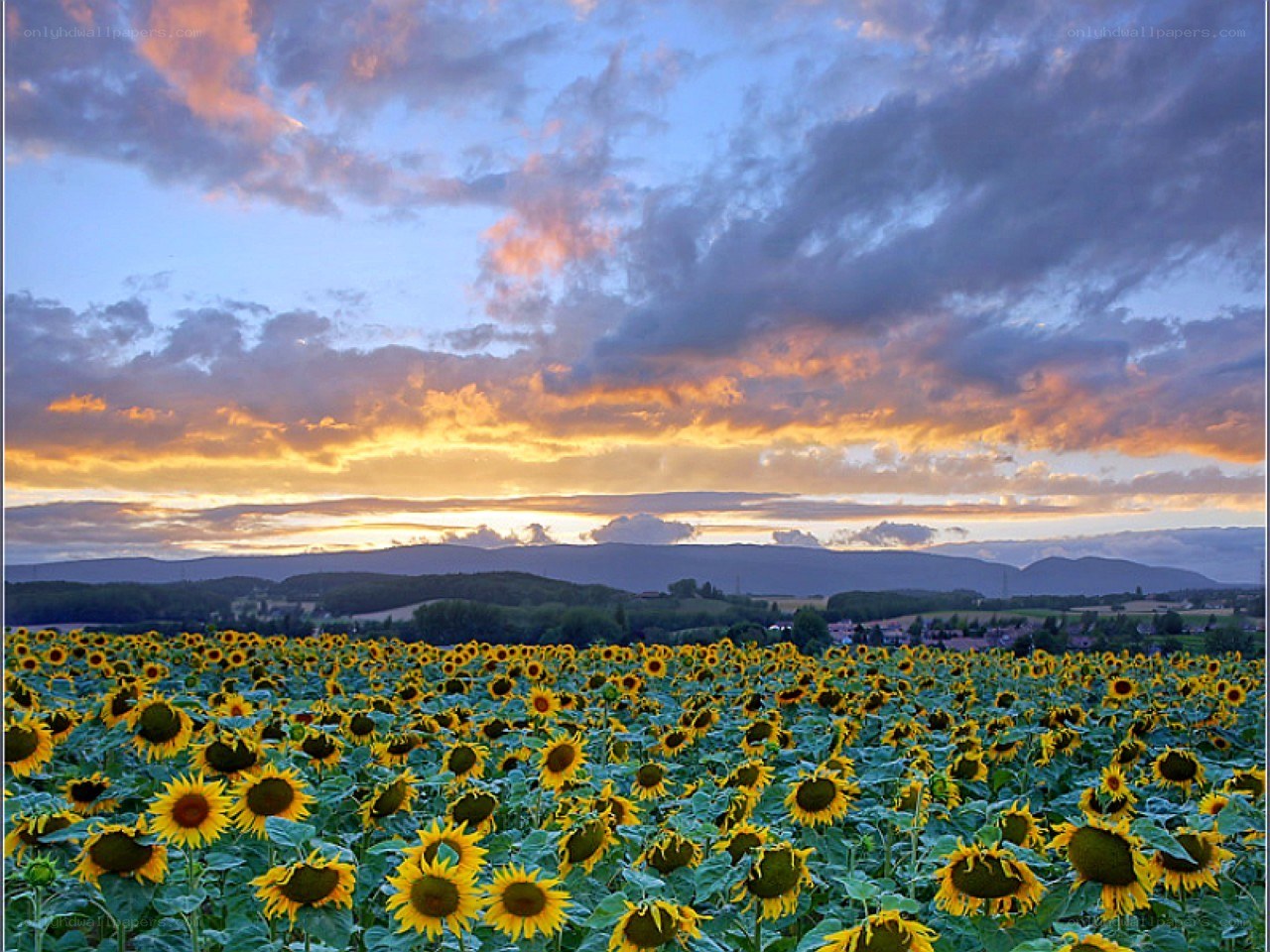 Sunflower field at sunset