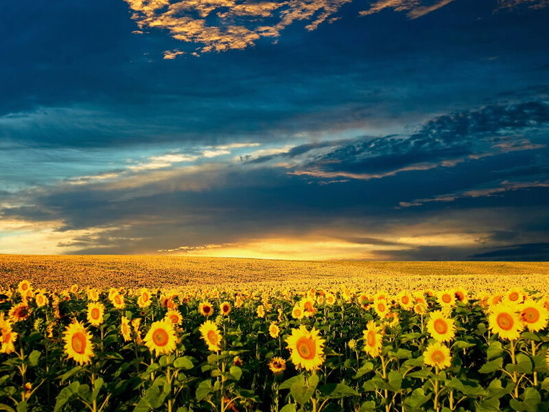 Sunflower field at sunset