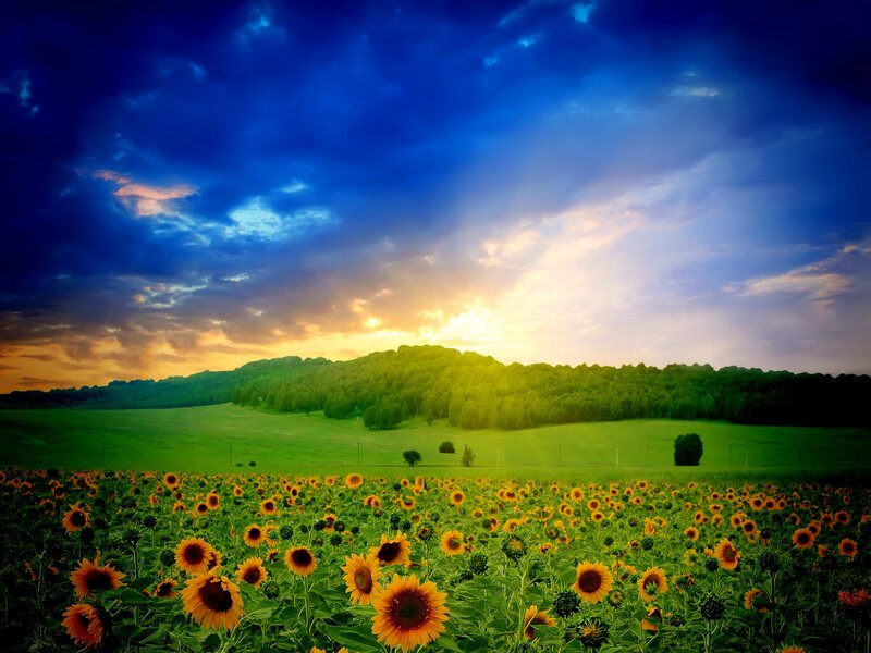 Sunflower Field at Sunset — Blue, Dramatic, Photograph, Sky, Hills
