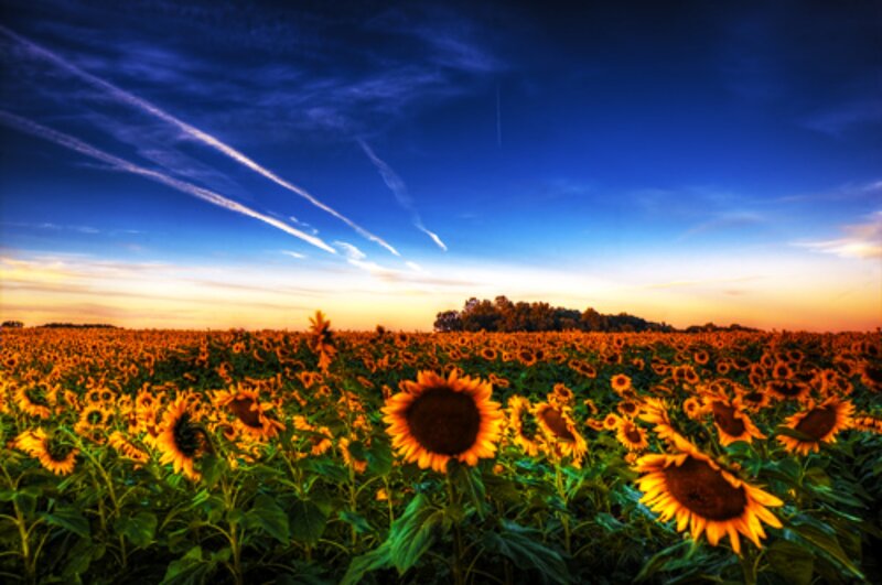 Sunflower Field at Sunset — Blue, Dramatic, Photograph, Sky