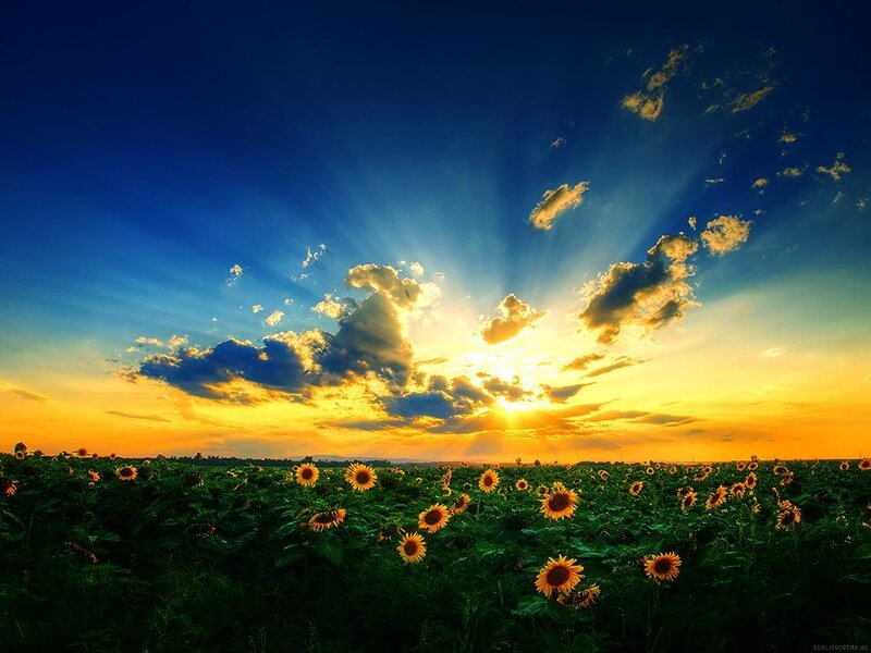 Sunflower Field at Sunset — Blue, Dramatic, Photograph, Sunflowers