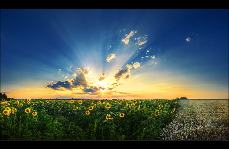 Sunflower Field at Sunset — Blue, Dramatic, Photograph