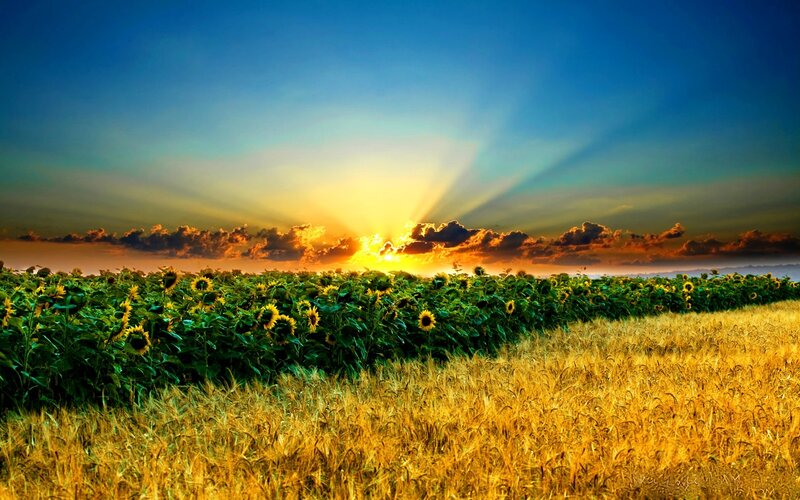 Sunflower Field at Sunset — Blue, Dramatic