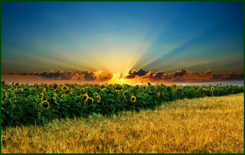 Sunflower Field at Sunset — Blue, Serene