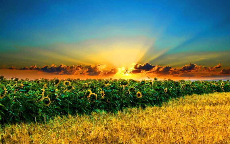 Sunflower Field at Sunset — Blue