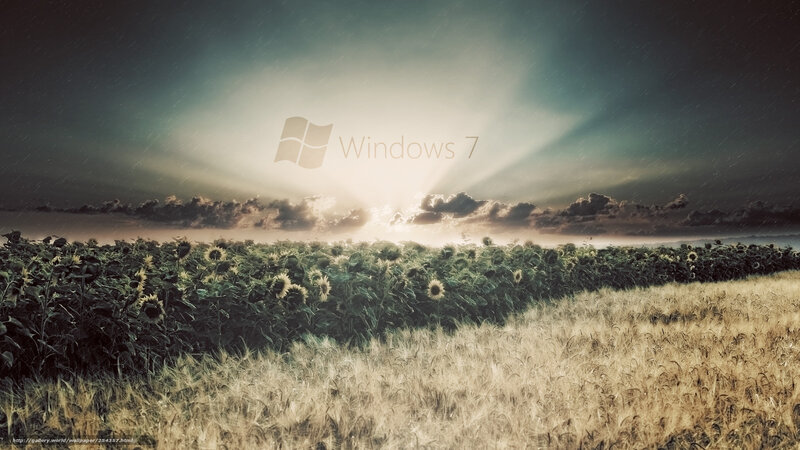 Sunflower Field at Sunset — Green, Dramatic