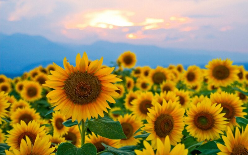 Sunflower Field at Sunset — Mountains
