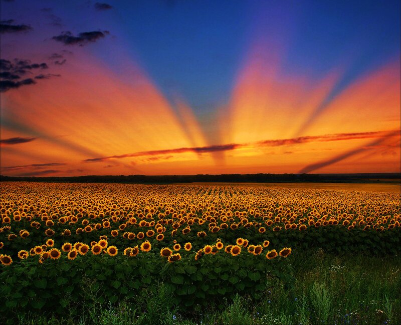 Sunflower Field at Sunset — Orange, Dramatic, Photograph, Sky, Clouds, Trees