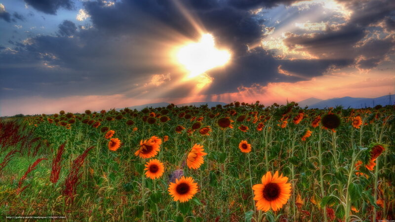 Sunflower Field at Sunset — Orange, Dramatic, Photograph, Sun
