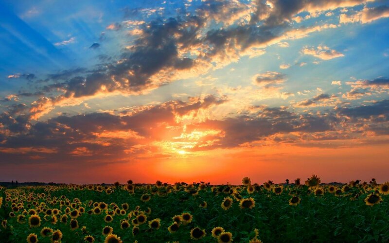 Sunflower Field at Sunset — Orange, Dramatic, Photograph