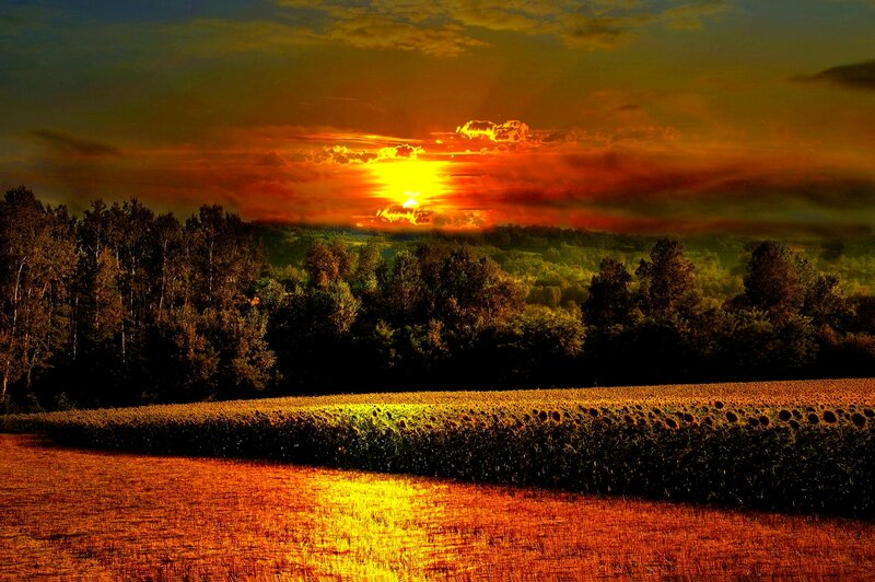 Sunflower Field at Sunset — Orange, Dramatic, Photograph, Trees, Sky