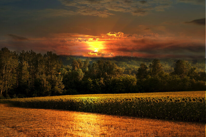 Sunflower Field at Sunset — Orange, Dramatic, Photograph, Trees