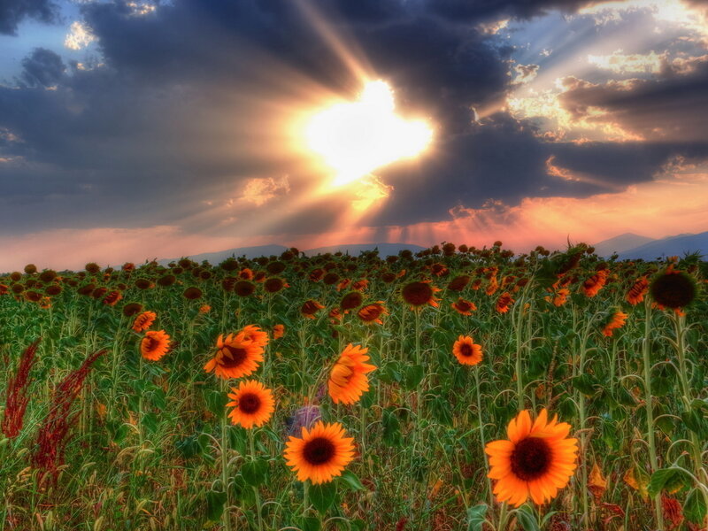 Sunflower Field at Sunset — Orange, Dramatic