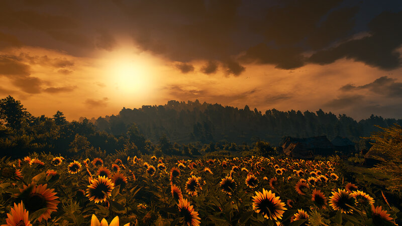 Sunflower Field at Sunset — Orange, Serene, 3d Render