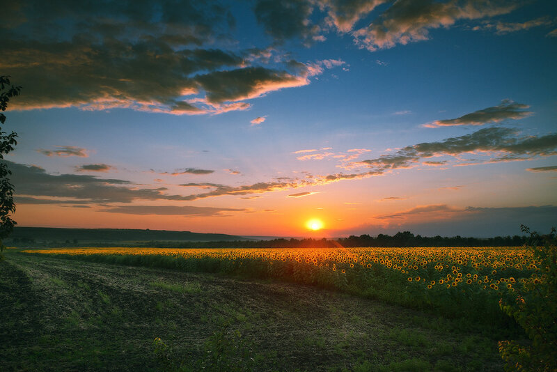 Sunflower Field at Sunset — Orange, Serene, Photograph, Sun