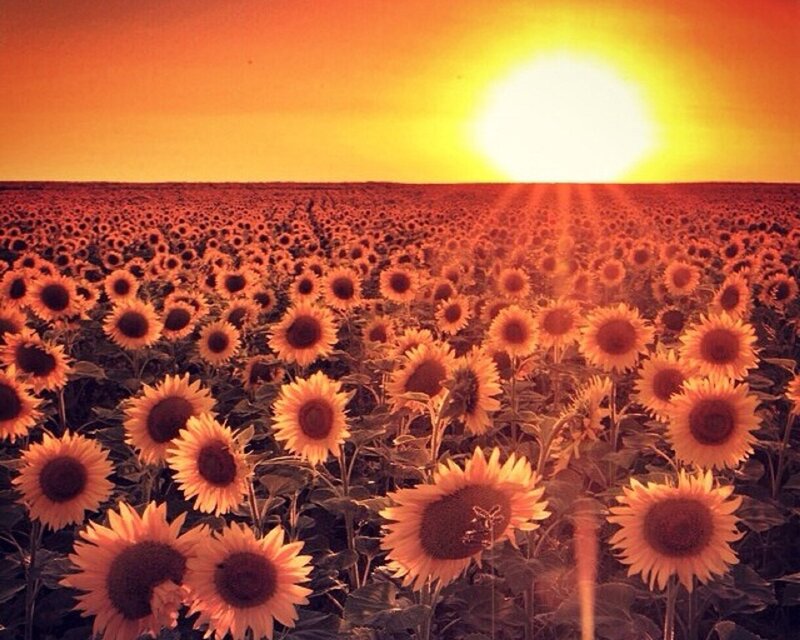 Sunflower Field at Sunset — Orange, Serene, Photograph