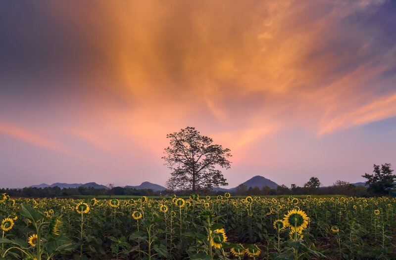 Sunflower Field at Sunset — Orange, Serene, Photograph, Tree