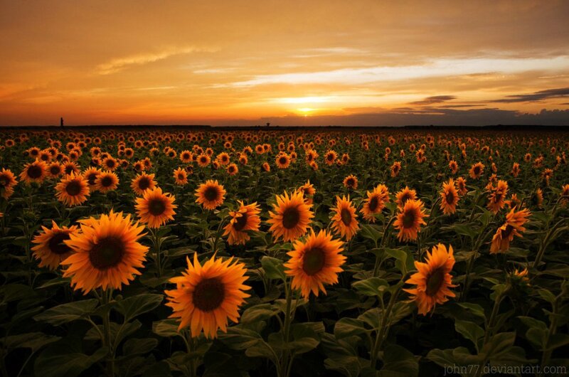 Sunflower Field at Sunset — Orange, Serene