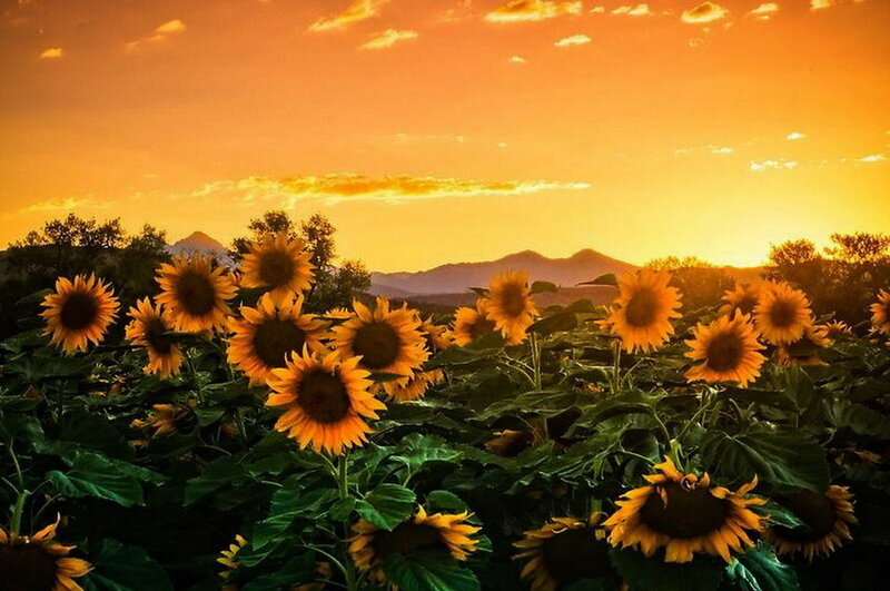 Sunflower Field at Sunset — Orange