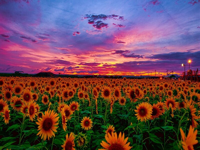 Sunflower Field at Sunset — Purple, Dramatic, Photograph, Clouds