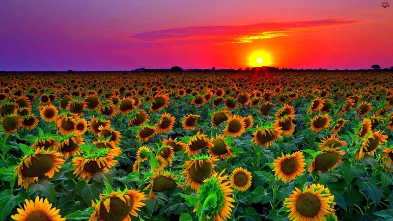 Sunflower Field at Sunset — Purple, Dramatic, Photograph, Sun